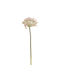 Pink Chinese Lilac 15×53 Cm