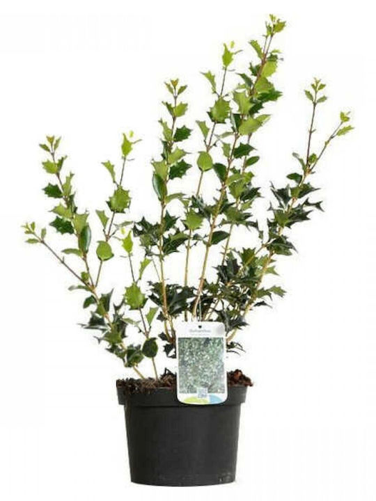 Όσμανθος Osmanthus Heterophyllus Αρωματικος Όσμανθος Osmanthus Heterophyllus Αρωματικος
