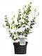 Όσμανθος Osmanthus Heterophyllus Αρωματικος