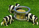 HIPO Miniature Toy