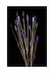 Lila Lagurus Bunny Tails Getrocknetes Pflanze 60cm