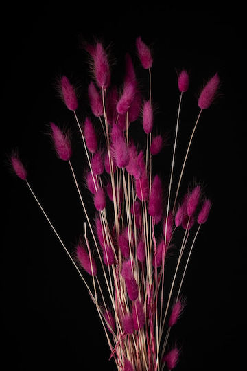 Fuchsia Lagurus Bunny Tails Dried Plant 60cm