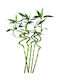 Bambus Lucky Bamboo 5 Bucăți Înălțime 90cm Milvaflowers