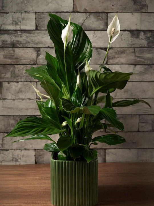 Aquaplant Friedenslilie Pflanze Für Innenräume 15/60cm