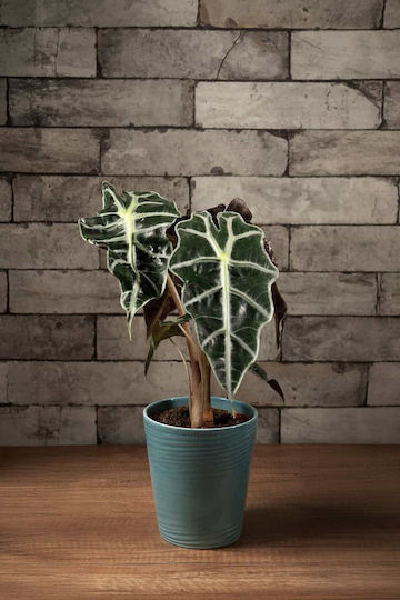 Alocasia Indoor Plant 15/40cm