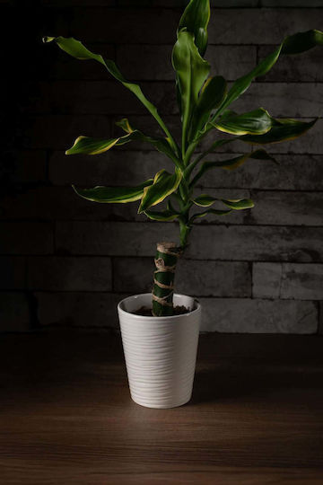 Δράκαινα Fragrans Φυτό Εσωτερικού Χώρου 15/30cm Δράκαινα Fragrans Φυτό Εσωτερικού Χώρου 15/30cm