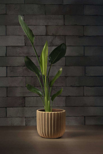 Strelitzia Oder Paradiesvogel Pflanze Für Innenraum 15/50cm Strelitzia Oder Paradiesvogel Pflanze Für Innenraum 15/50cm