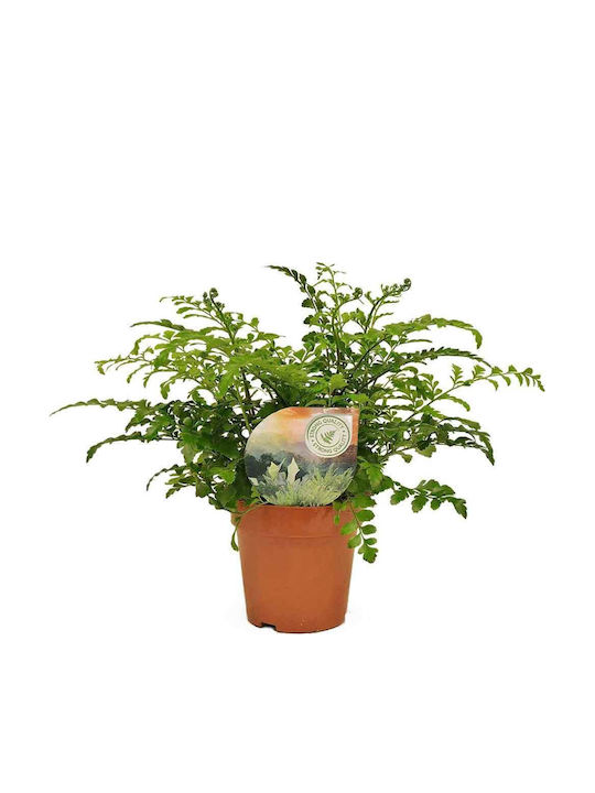 Asplenium Parvati 12cm