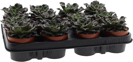 Echeveria 'black Madiba' 8.5cm