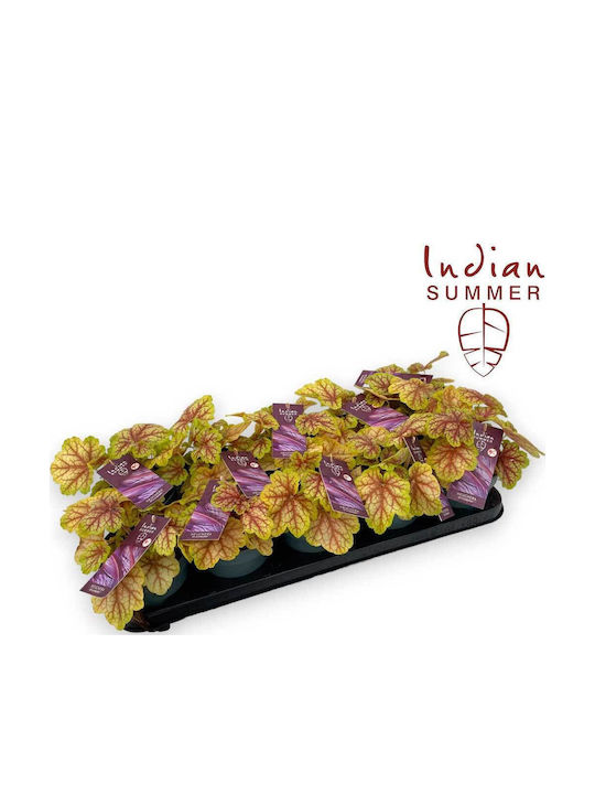 Heuchera 'indian Summer' Splashberry 12cm Heuchera 'indian Summer' Splashberry 12cm