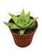 Haworthia 'baylissii' 5.5cm