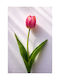 Tulip Fuchsia 54cm 0x0x54cm Monochrome Evergreens