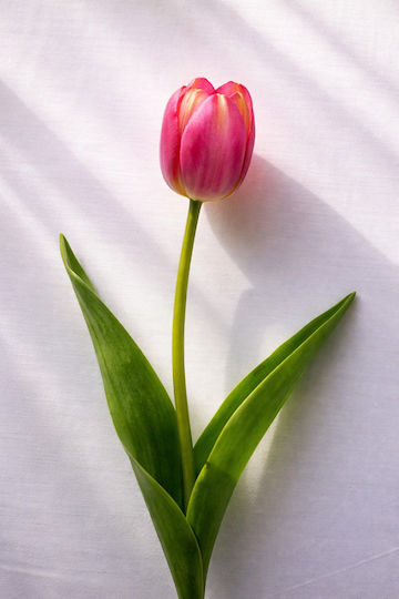 Tulip Fuchsia 54cm 0x0x54cm Monochrome Evergreens