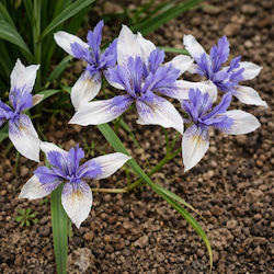 Iris Samen Blau Iris Samen Blau