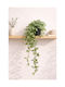 Plant Fittonia Potted 15x15x70cm Green Kaeming