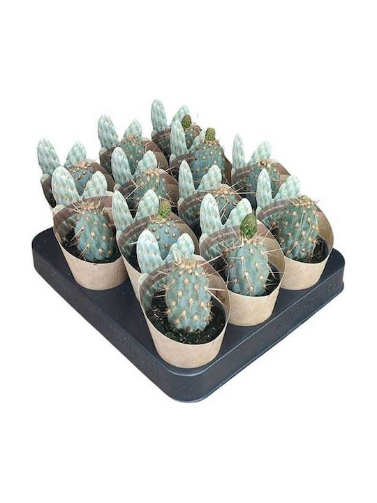 Opuntia Miquelii 6.5cm Opuntia Miquelii 6.5cm
