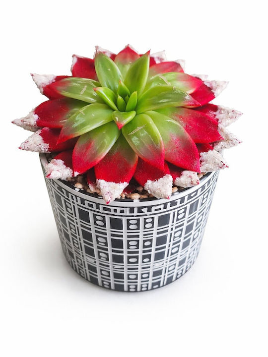 Εχεβερια Glitter Κασπώ Concrete Y:13cm Π:12cm