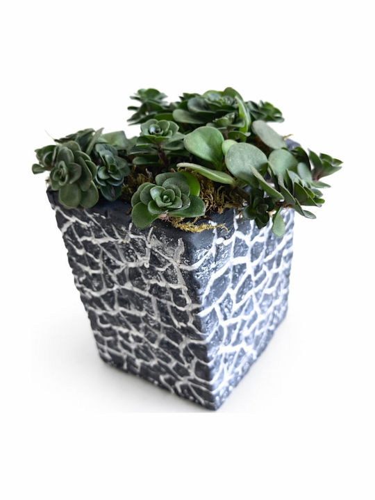 Σεντουμ Παχύφυτο Sedum Κασπώ Παζλ Concrete Y:10cm Π:8cm 02787 Milvaflowers Σεντουμ Παχύφυτο Sedum Κασπώ Παζλ Concrete Y:10cm Π:8cm 02787 Milvaflowers