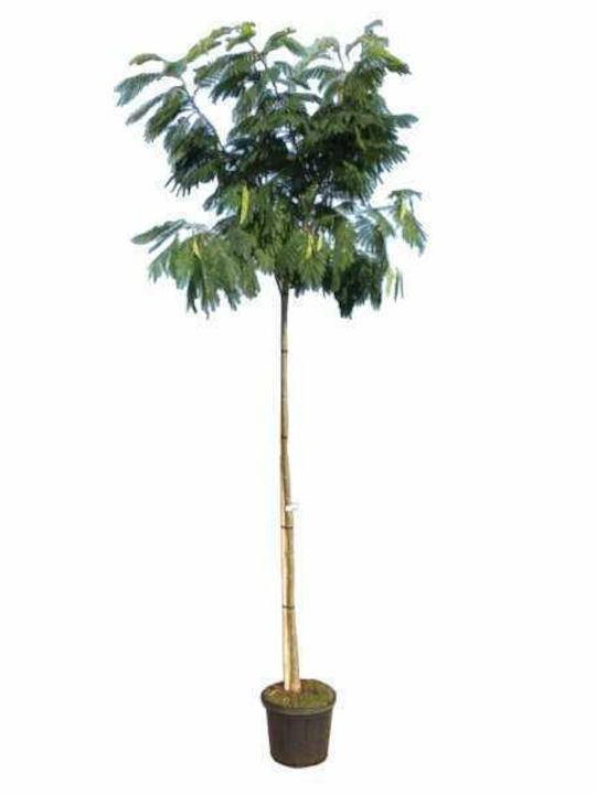 Oem Ακακία Κωνσταντινουπόλεως Δέντρο Albizia Julibrissin 10 Lt 175/200 Oem Ακακία Κωνσταντινουπόλεως Δέντρο Albizia Julibrissin 10 Lt 175/200