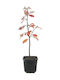 Bonsai Pseudoquitte Chinesische Quitte 2 Jahre
