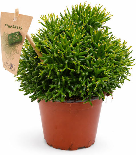 Ριψαλις Υ:15 Π:12 Rhipsalis Cereuscula Milvaflowers