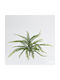 Dekoratives Farn Zweigstelle 59cm Edg Ed231947-710