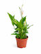 Peace Lily 9см х 27см Перлена