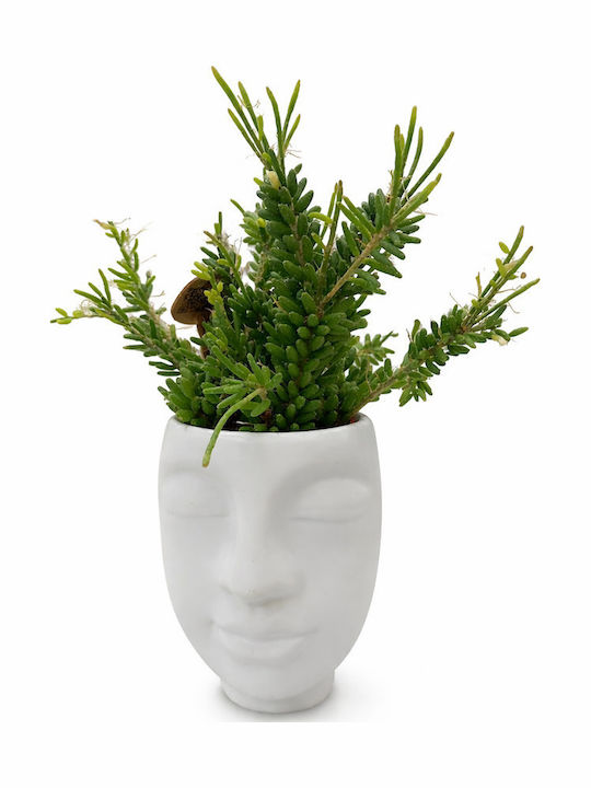 Ριψαλiς Κεραμικο Προσωπο Υ:17 Π:8 Rhipsalis Mesembryanthemoides Milvaflowers