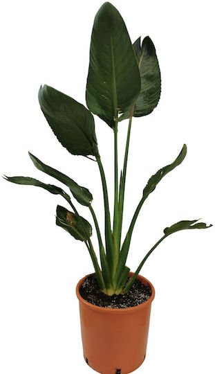Στρελίτσια Ρεγκίνε Πουλί Του Παραδείσου Strelitzia Reginae