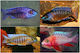 Aulonocara Mixed Male 7-8cm