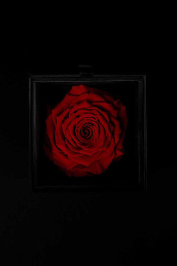 Dried Red Rose Forever Rose Black Gift Box 11/7 5cm