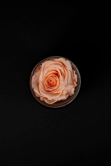 Изсушена Прасковено Роза Forever Rose Черна Кадифена Кутия 8/10см