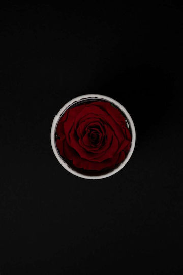 Изсушена Червена Роза Forever Rose Бяла Кадифена Кутия 8/10см