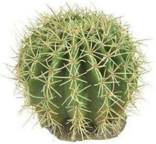 Ferplast Διακοσμητικό Terrarium Κάκτος Ερήμου 11 13 X 12 X 14 Cm Ferplast