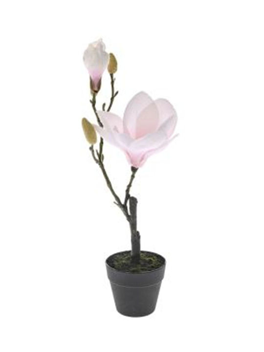 Topfpflanze Rosa Magnolie 40cm Schwarze Kunststoffgummistiefel