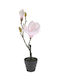 Topfpflanze Rosa Magnolie 40cm Schwarze Kunststoffgummistiefel