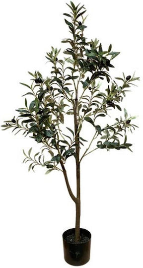 Olive Tree H120cm