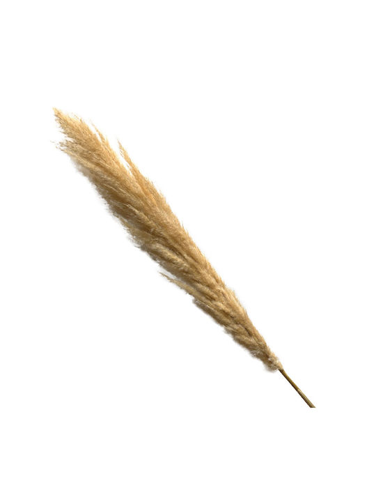 Dried Ecru Fluffy Pampas Branch 1 Piece Y100-120cm 60/Box