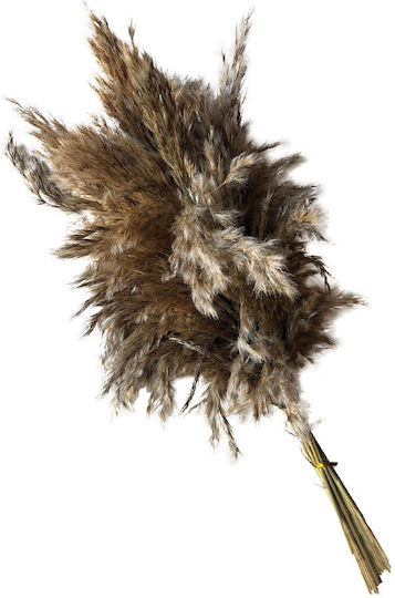 Dried Natural Brown Feathered Pampas Bunch 4-6 Pieces Height 60-70cm 30/Box