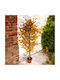 Künstliche Ginkgo Biloba Pflanze 145cm Hd Hd-10985