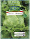 Ivesto Semințe Salată Verde Iceberg
