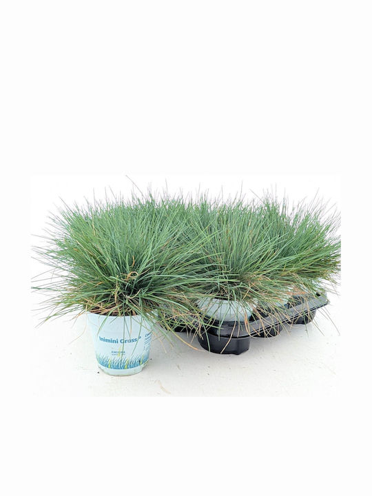 Fescue Festuca Glauca Compact Blue Fescue Festuca Glauca Compact Blue