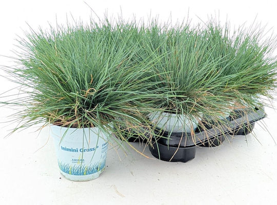 Φεστούκα Festuca Glauca Compacta Blue