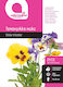 Pansy Seeds Small Mix Botanic