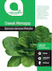 Spinach Seeds Matador Botanic