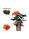 Ιβίσκος Hibiscus Rosa Sunny Lucca Orange