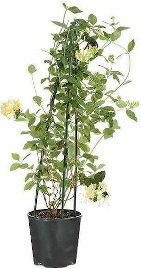Oem Caprifoiul Lonicera Japonica Plantă Cățătoare 15 Lt 200/250