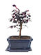Bonsai “Loropetalum Rubra” – 15 Cm