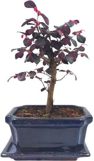 Μπονσάι “loropetalum Rubra” – 15 Εκ