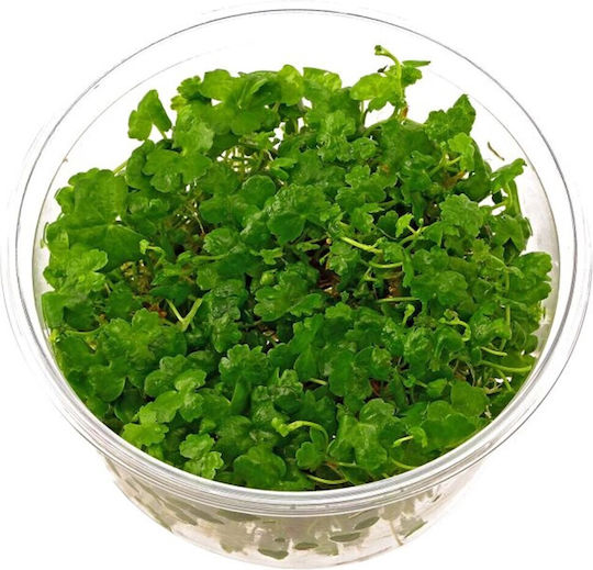 Plante Acvatice Vii Hydrocotyle Tripartita Sp Japan Epaqvitro 100 Ml Cup